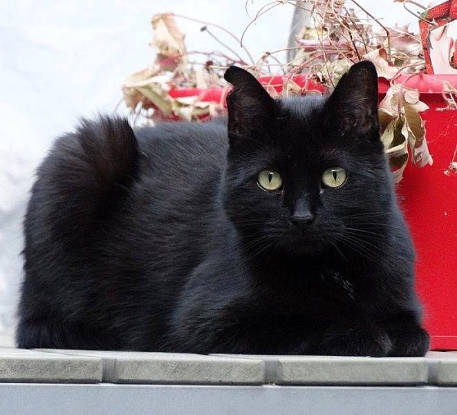 Kattenpraat