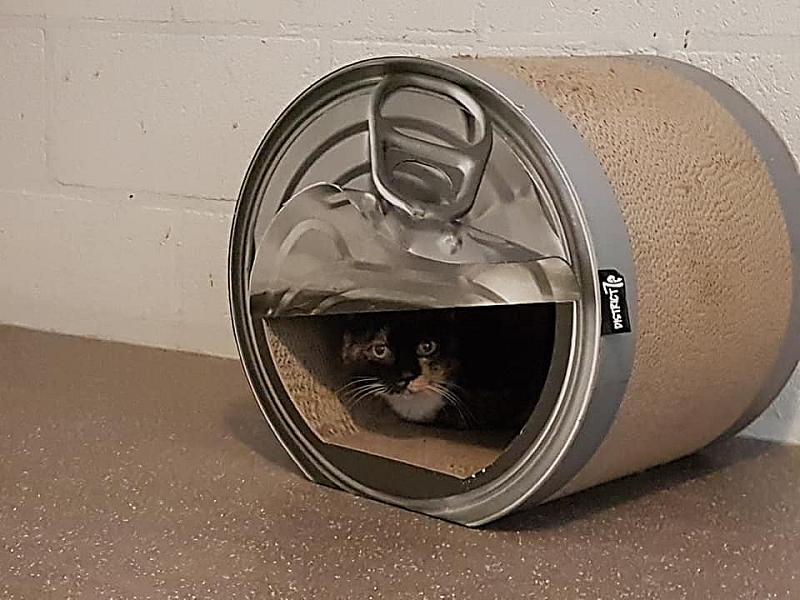 Kattenpraat