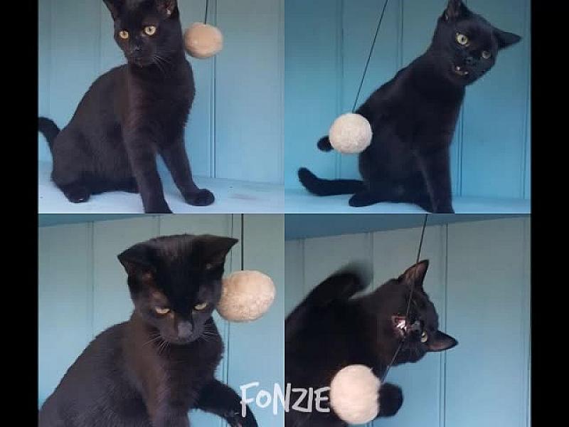 Kattenpraat