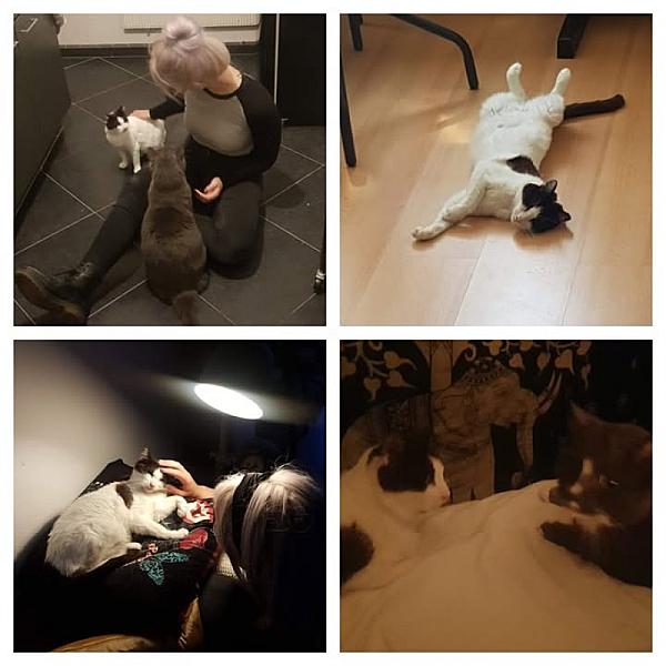 Kattenpraat