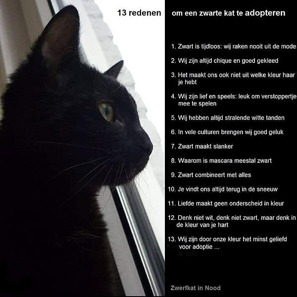 Kattenpraat