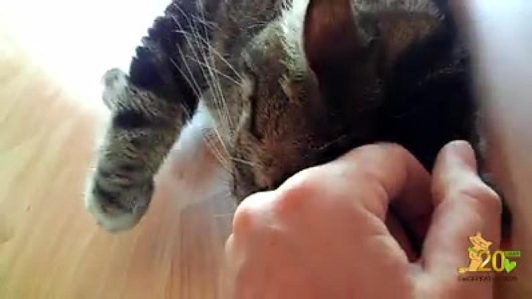 Kattenpraat