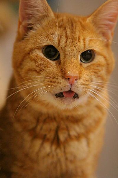 Kattenpraat