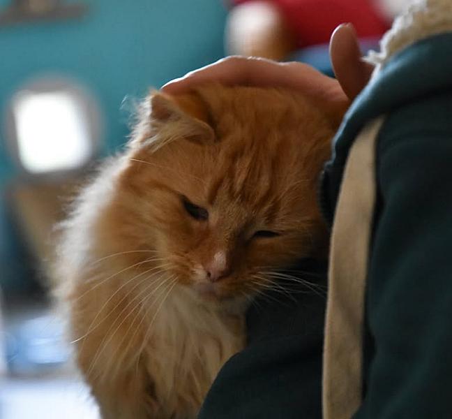 Kattenpraat