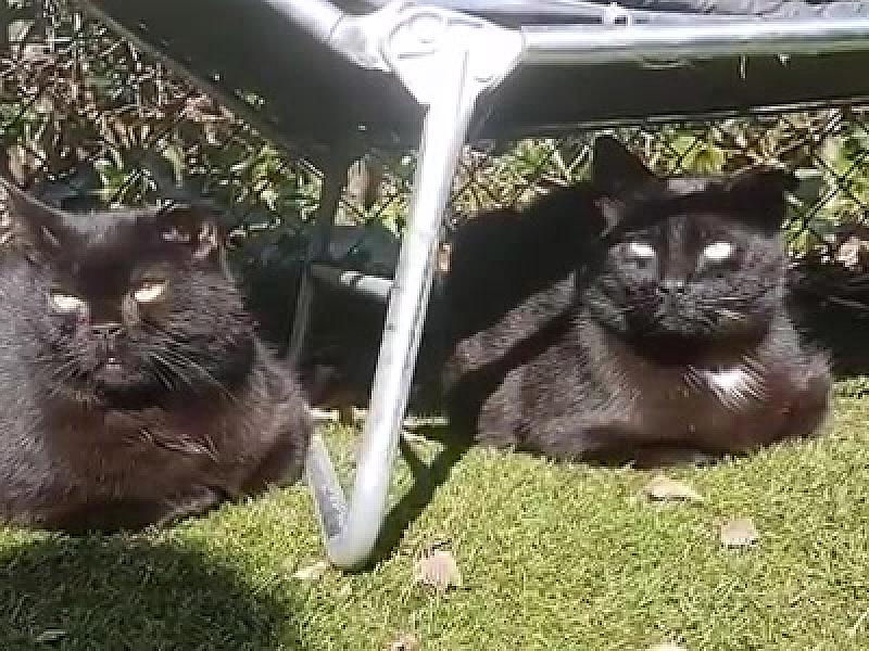 Kattenpraat
