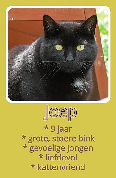 Kattenpraat