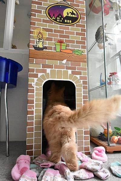 Kattenpraat
