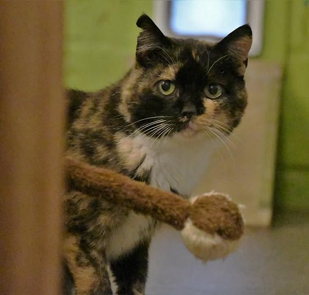 Kattenpraat