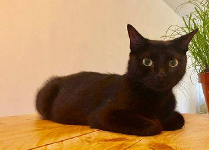 Kattenpraat