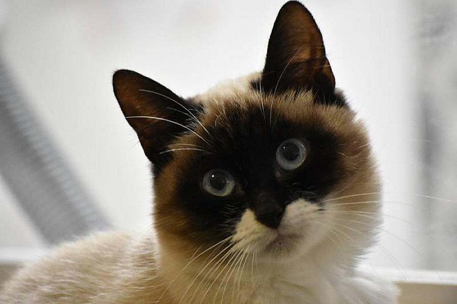 Kattenpraat