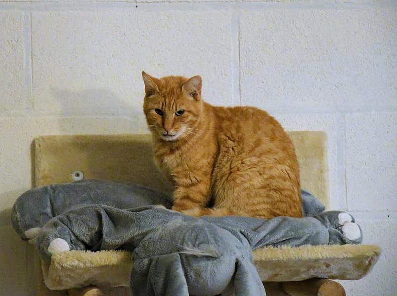 Kattenpraat
