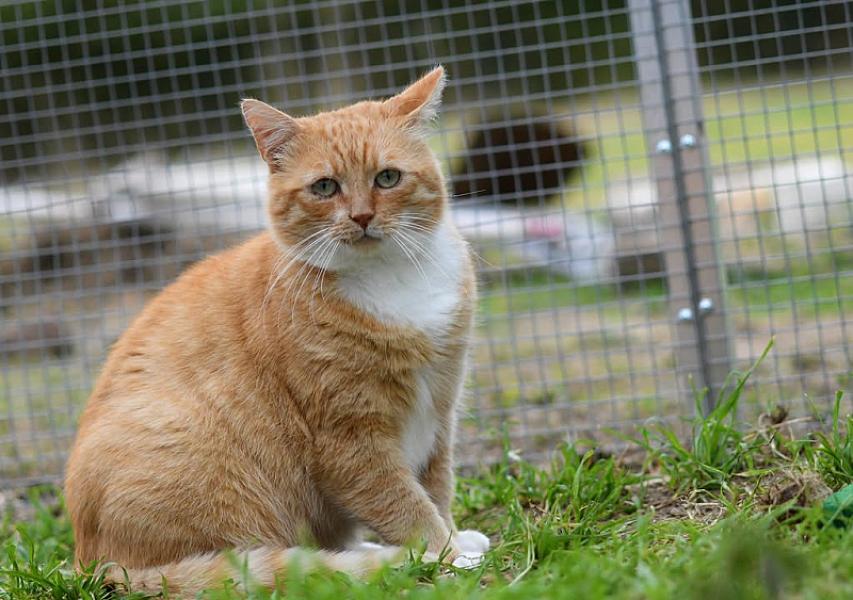 Kattenpraat