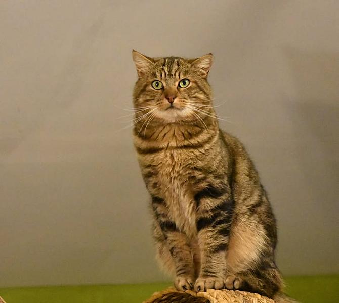 Kattenpraat