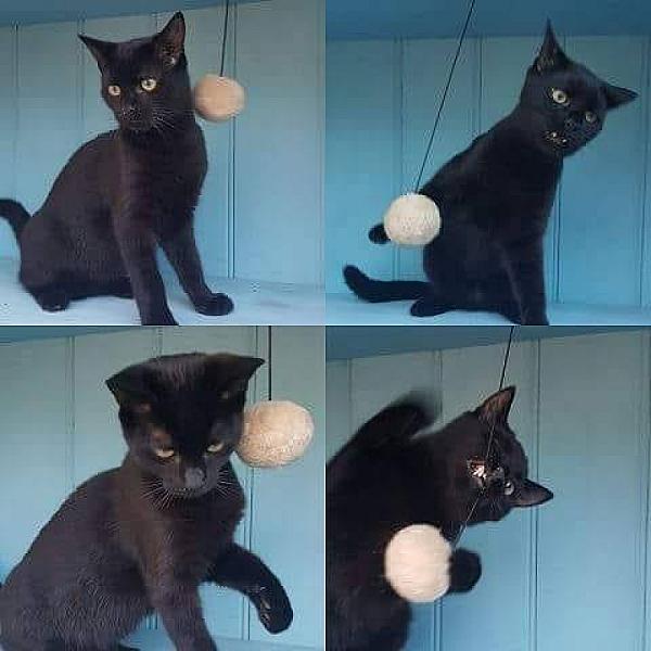 Kattenpraat