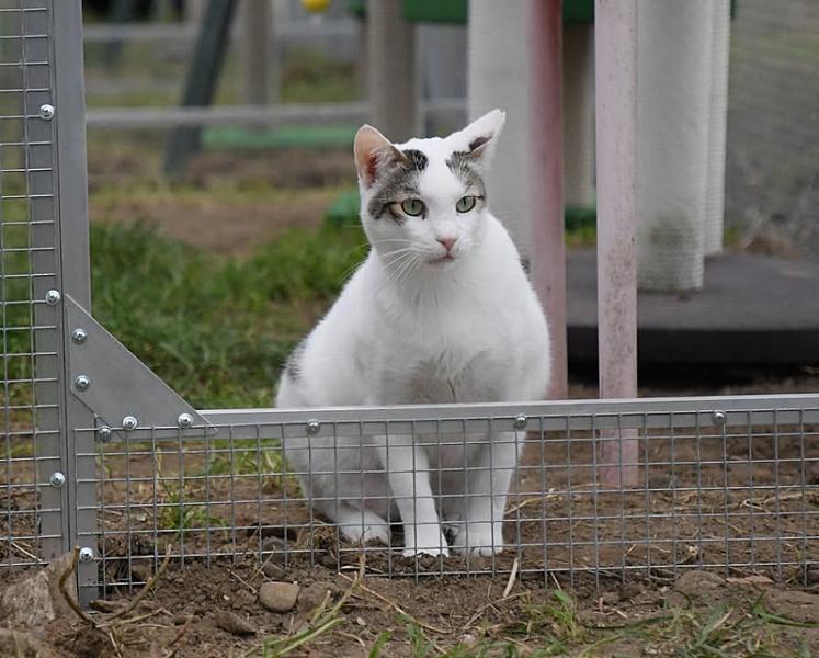 Kattenpraat