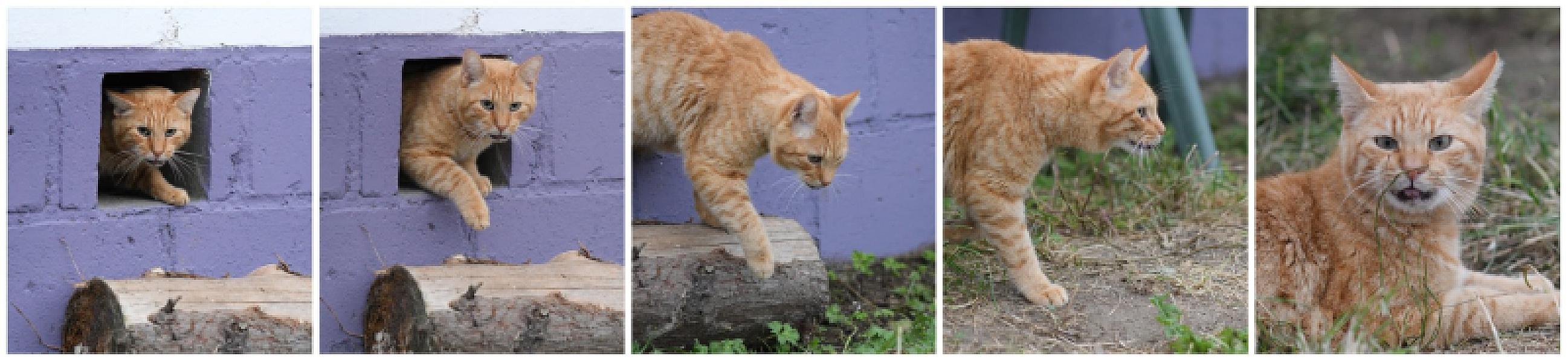 Kattenpraat