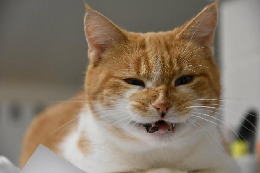 Kattenpraat