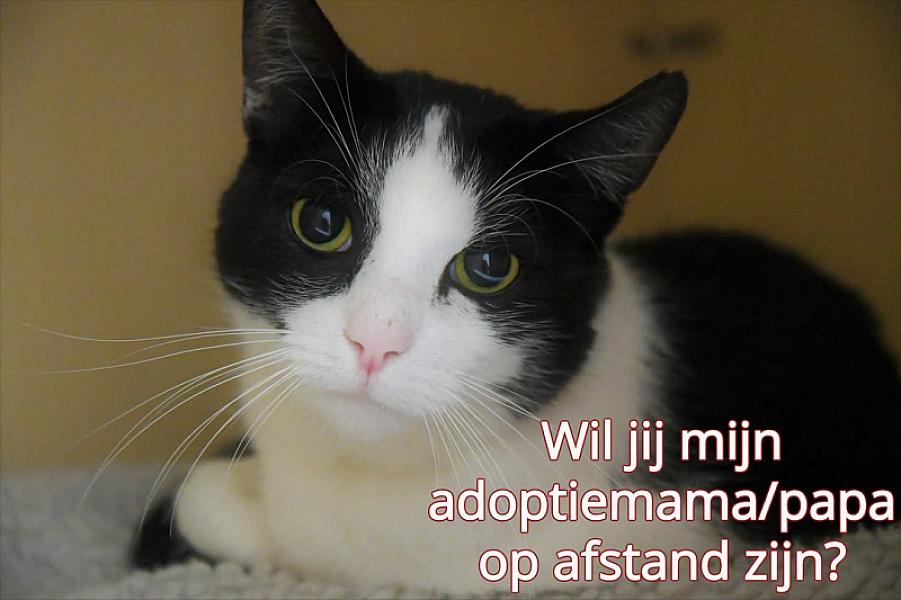 Kattenpraat