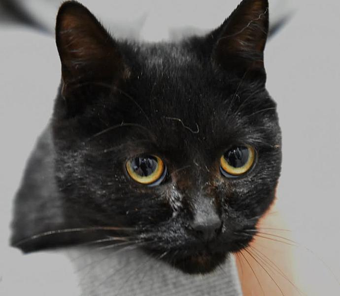 Kattenpraat