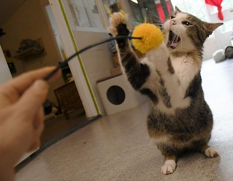 Kattenpraat