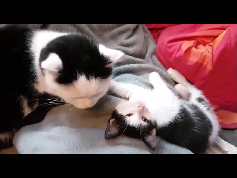 Kattenpraat