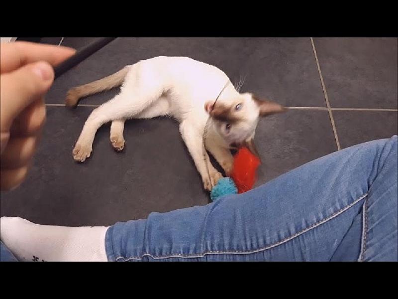 Kattenpraat