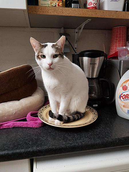 Kattenpraat