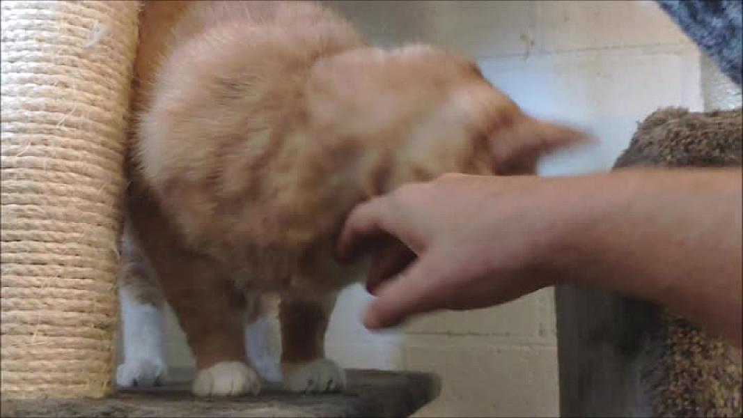 Kattenpraat