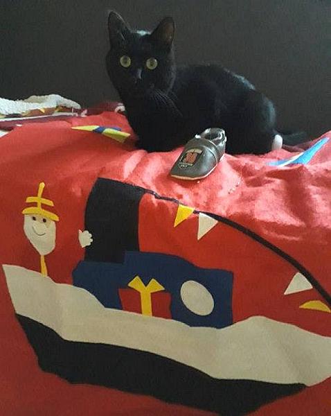 Kattenpraat