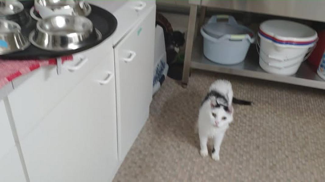 Kattenpraat