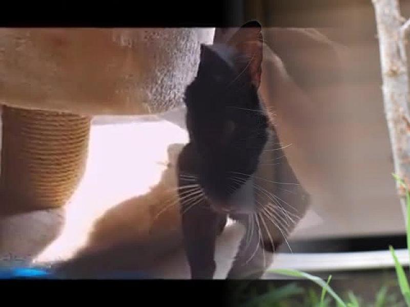 Kattenpraat