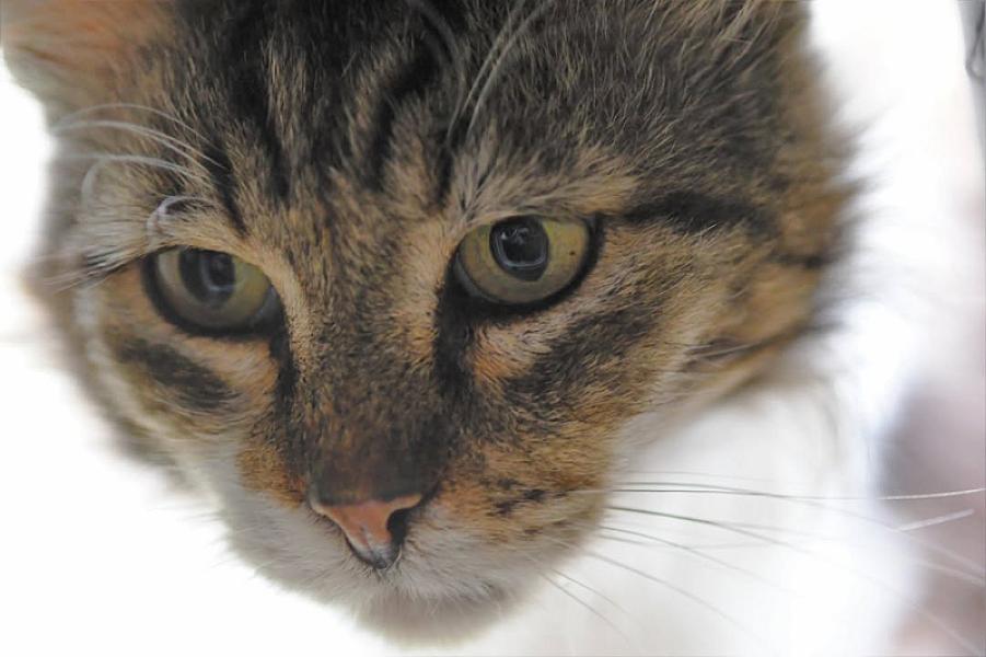 Kattenpraat