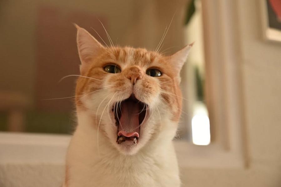 Kattenpraat