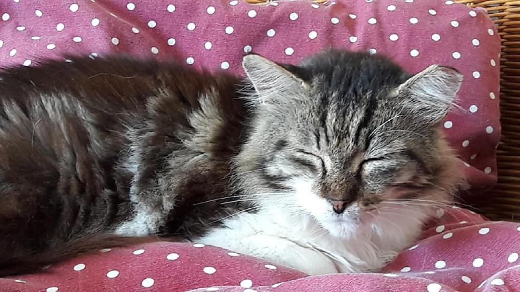 Kattenpraat