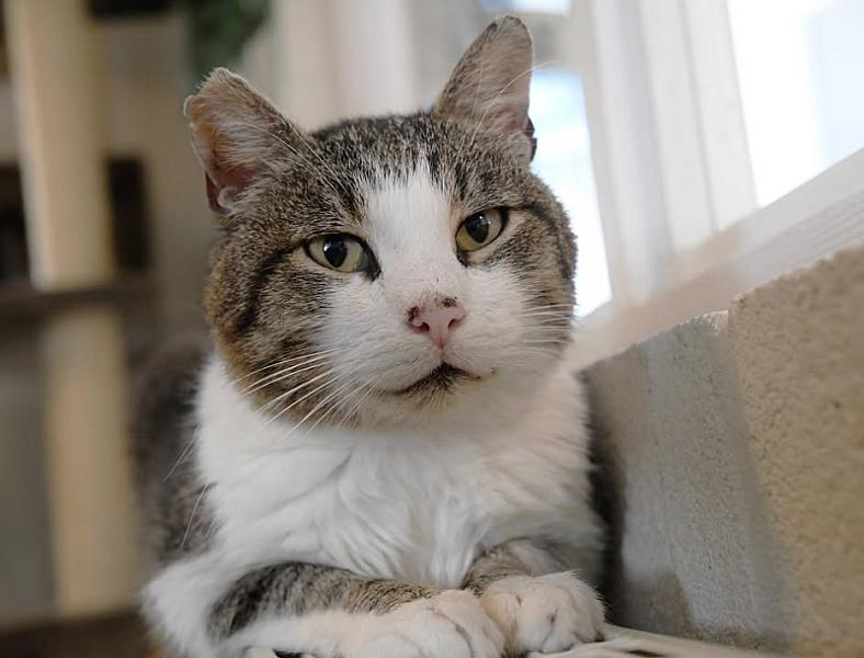 Kattenpraat