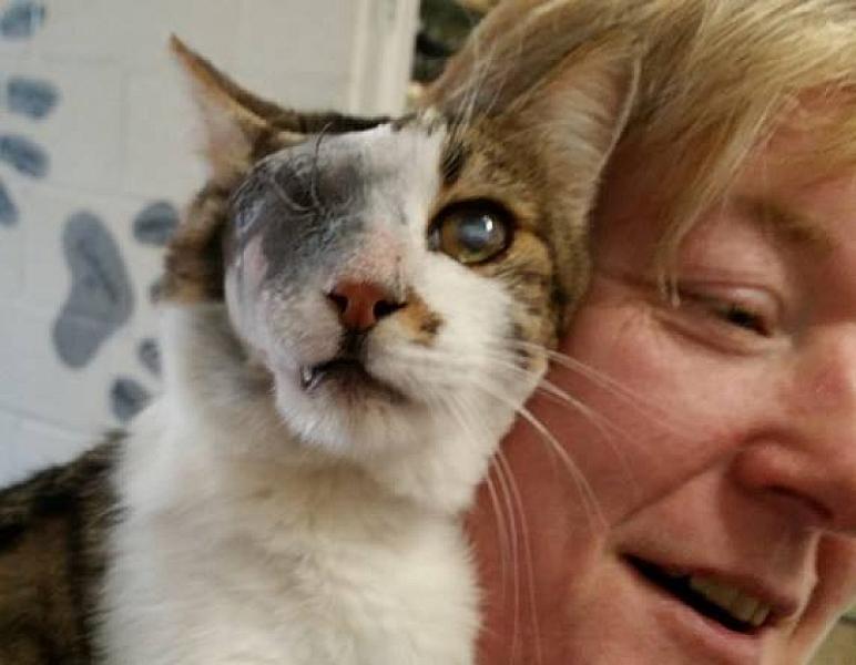 Kattenpraat