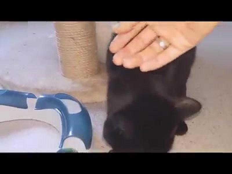 Kattenpraat