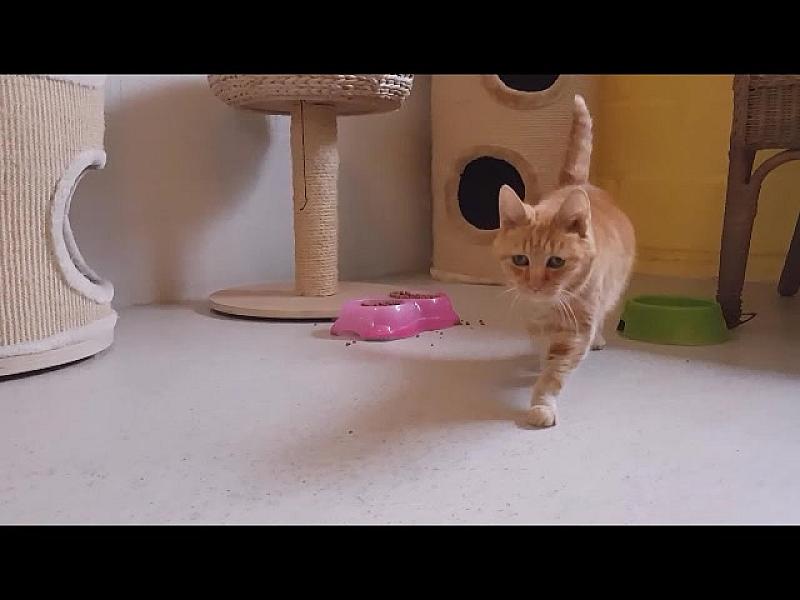 Kattenpraat