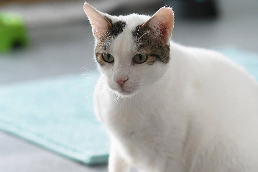 Kattenpraat