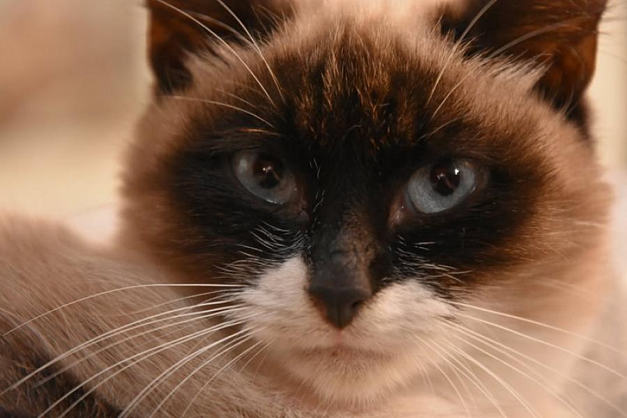 Kattenpraat