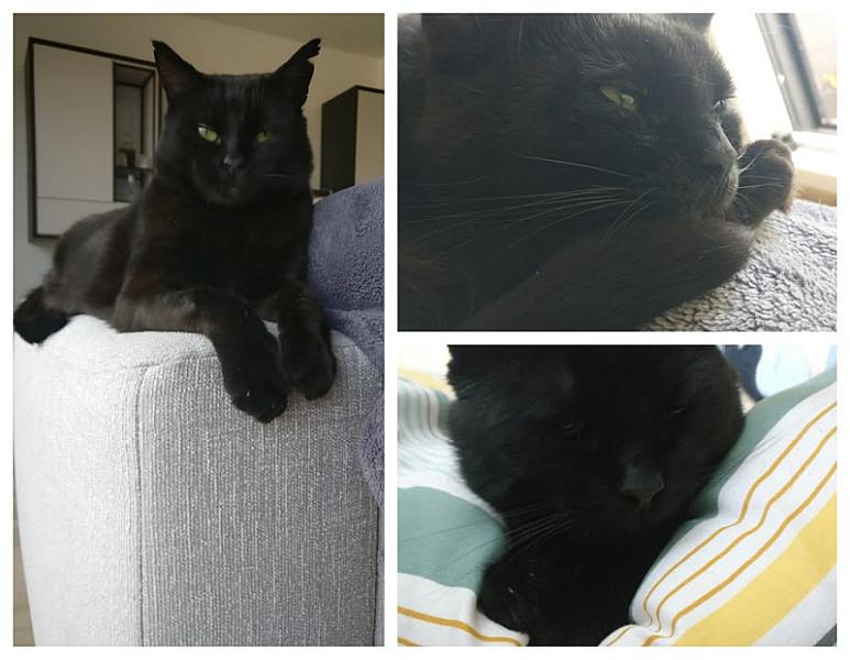 Kattenpraat