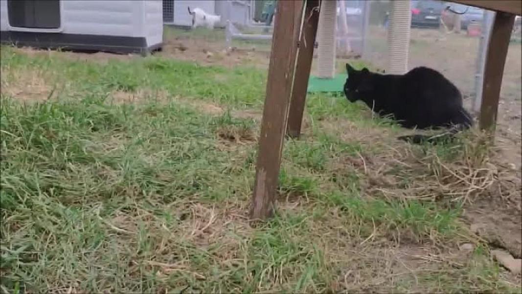 Kattenpraat
