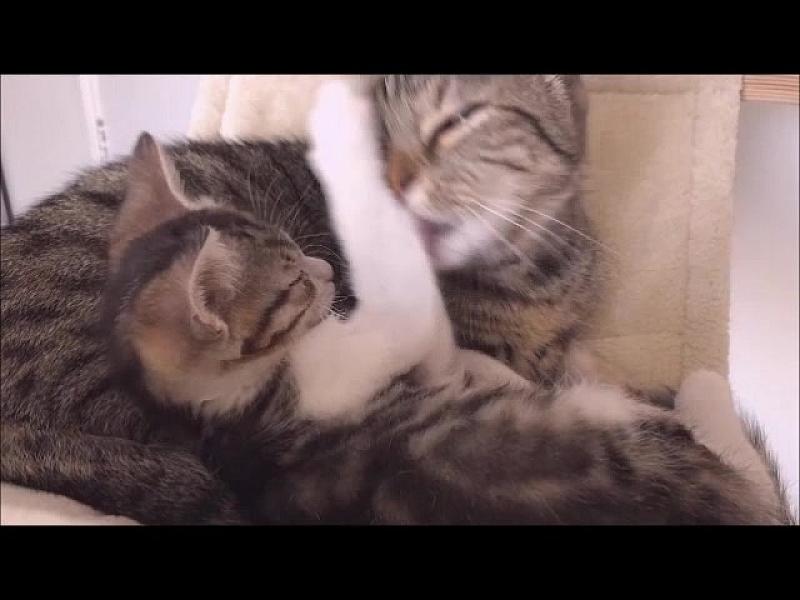 Kattenpraat