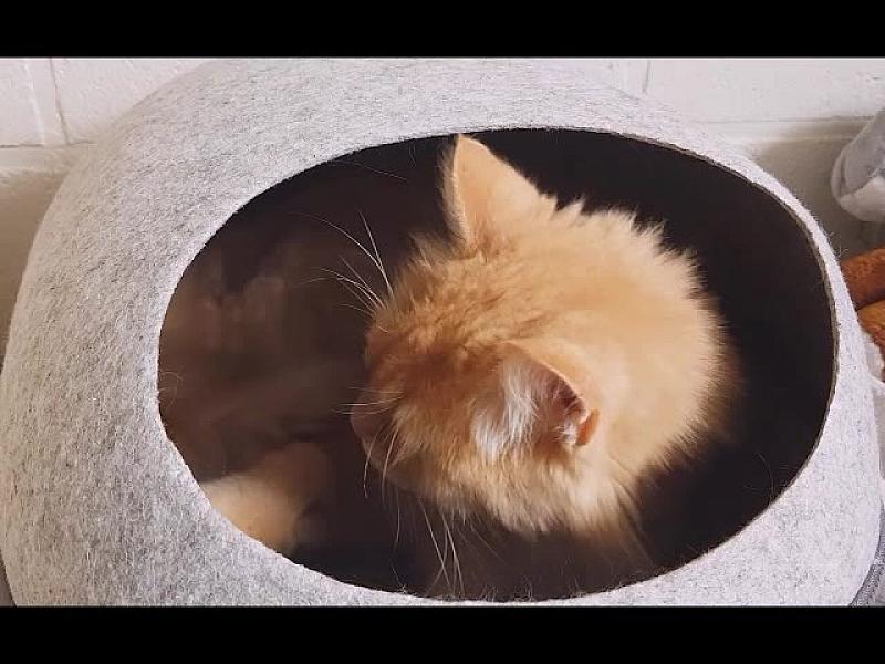 Kattenpraat