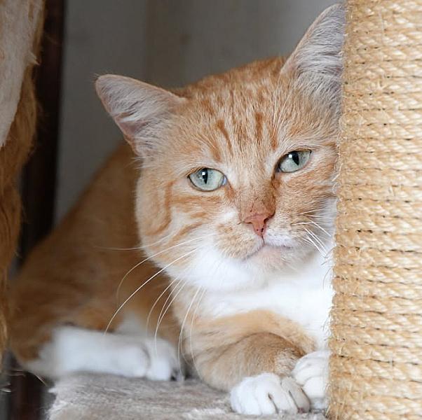 Kattenpraat