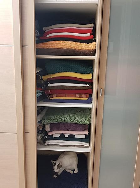 Kattenpraat