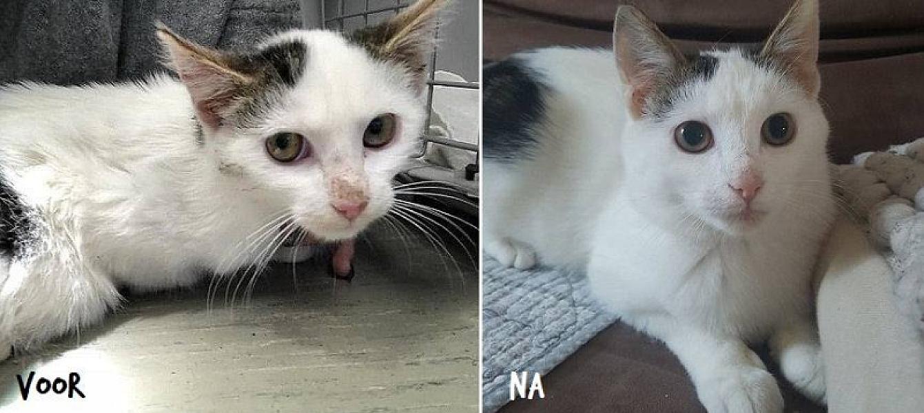 Kattenpraat
