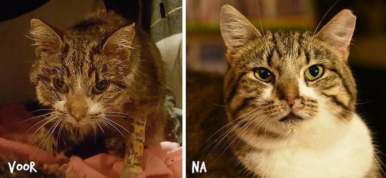 Kattenpraat