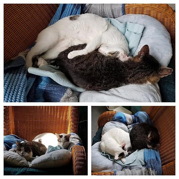 Kattenpraat