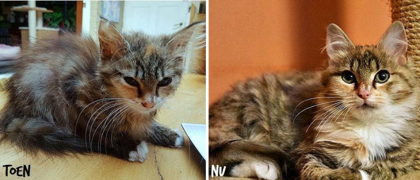 Kattenpraat